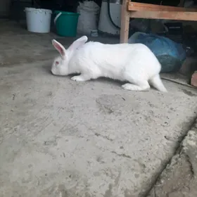 велекан еркек