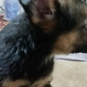 овчарка щенки 2 месяца