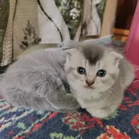 шотландский вислоушка мальчик