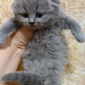 шотландские вислоухие котята