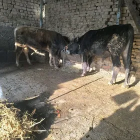 iki sany baklgy okuz