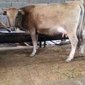 yerli tohum goleli sygyr