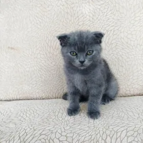 шотландский пишик