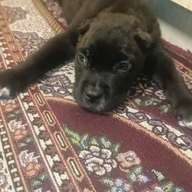 Кане Корсо клубные щенки 🦮