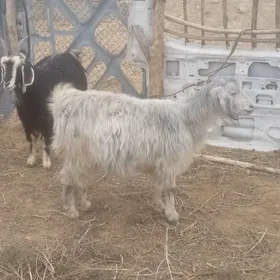 guzuly goýunlar bilen owlakly