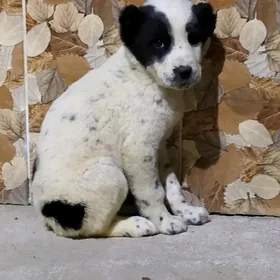 alabay urkaçy gűjik