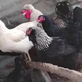 burellir towuk i horaz