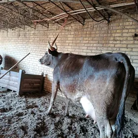 аргинал шивет голели сыгыр