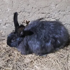 Крольчиха, Towşen