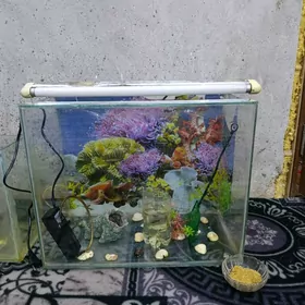 akwaryum it bilen admen