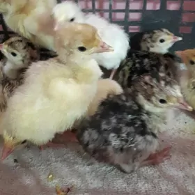 induk juje 15 sany bar