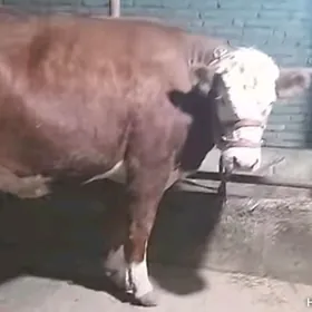 smentall bogaz sygyr