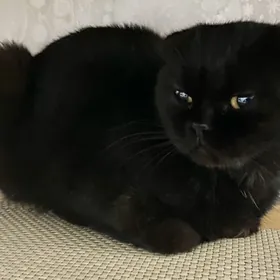 Найдена кошечка вислоухая