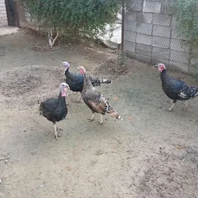 ИНДУК ХОРОЗ.