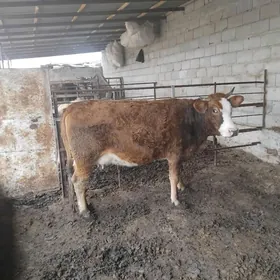 GÖLELI SYGYR BAKYLAN