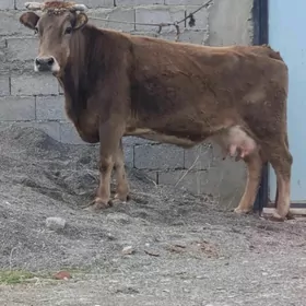 Satylýan Bogoz Sygyr