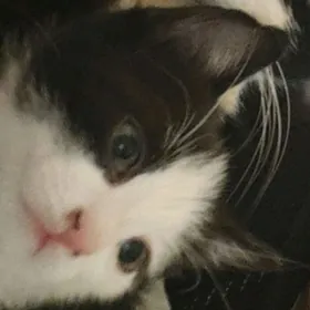 домашний котёнок