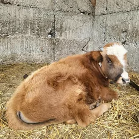 Göle öküz голе