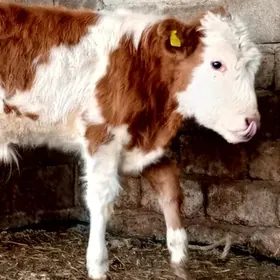 öküz göle öküzçe