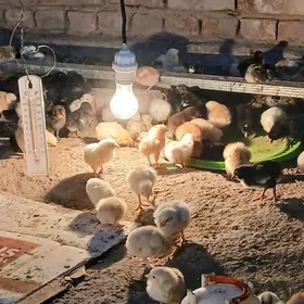 тазе чыкан товук жуйже