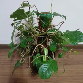 Филодендрон, Хоя