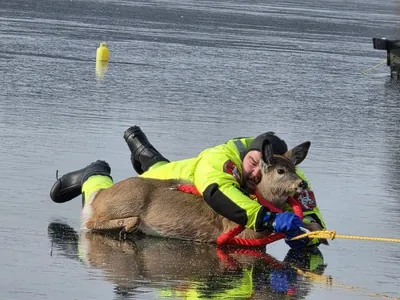 Пожарный в США обнял оленя, чтобы вытащить его из ледяной ловушки