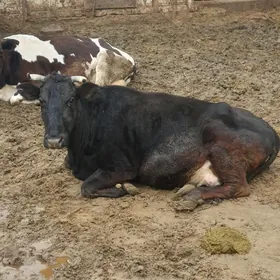 ☆Corny piýostr gòleli sygyr☆