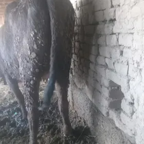 bogaz gysyr gysyr sygyr