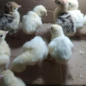 овган индугын жужеси