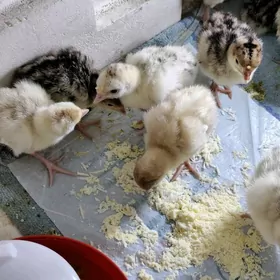 Inkubatorda jüýje çykarýan