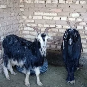 Owlakly  geçi boğaz geçi