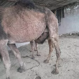 torumly. düyö  yuwoş  3. garny