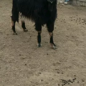 Yaş Geci Ekiz Owlakly