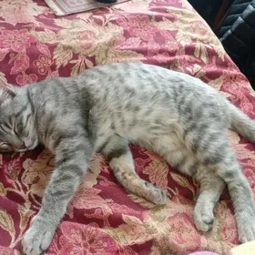 Нашёлся кот