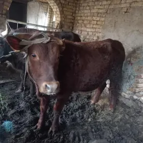 семиз окузлер