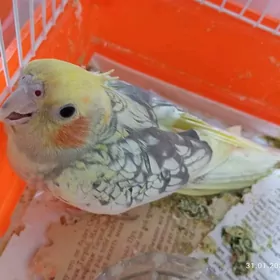 карелла karella popugay