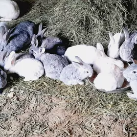 Towşanlar (кролик)