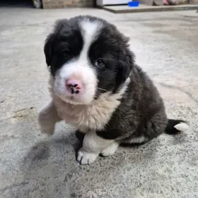 Отдадим щенка в добрые руки