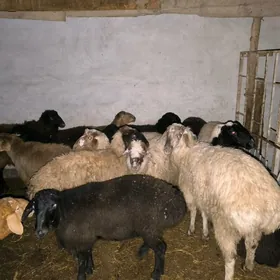 bogaz ahta goyun goçlar