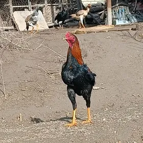 baysowy horaz makileri bn