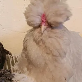 тройка товук