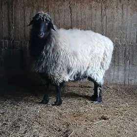 semiz goýun bakylan