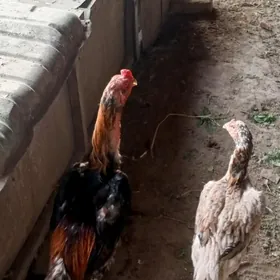 байсов товук