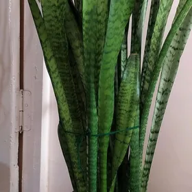 Домашние цветы, gül, гул