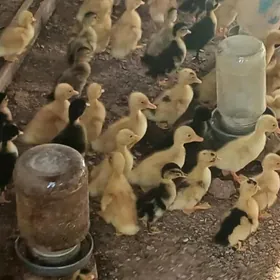 Ördek Indutga gus induk bedene