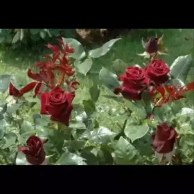 Satlyk tikensiz türk roza