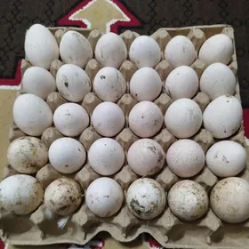 Индук йумуртга бар