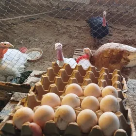 Induk owganam bar garada