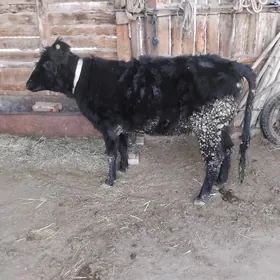 2 sașap barman gulajyn