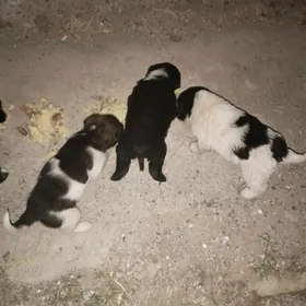 Щенки.